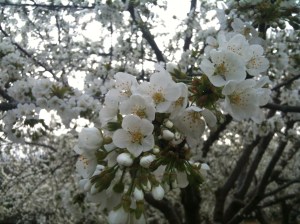 Sakura: la flor del cerezo