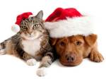 christmaspets