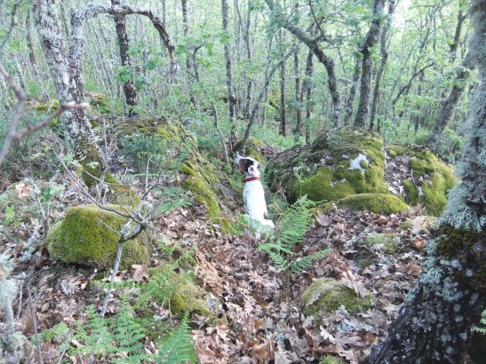 EL maravilloso jardín que rodea mi casa...