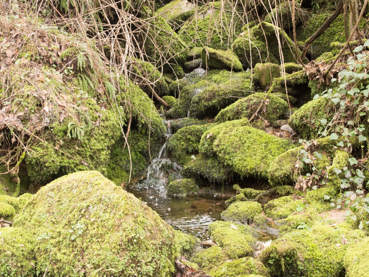 El lujo de la Ausencia: el silencio y la&nbsp;naturaleza